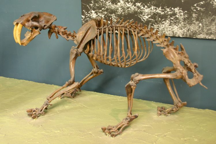 smilodon-paleontology-world